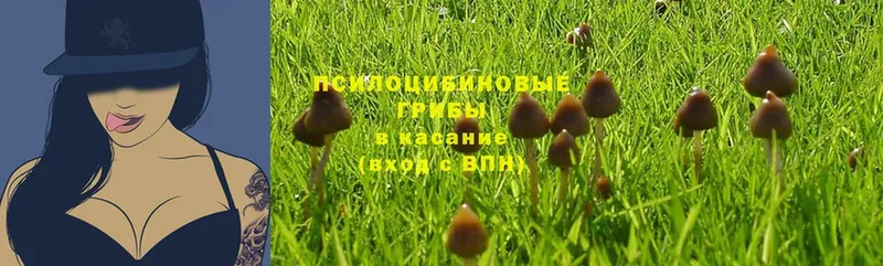 хочу   Люберцы  Псилоцибиновые грибы MAGIC MUSHROOMS 